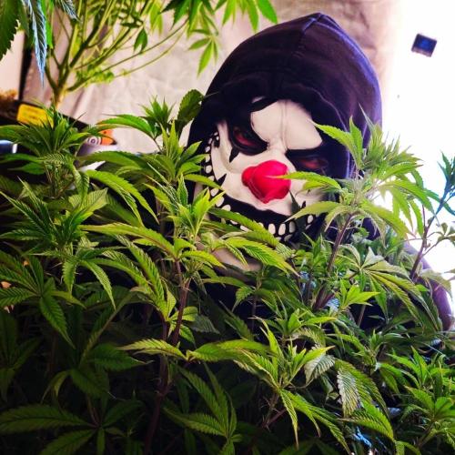 PARADISE SUNSET. Week 10