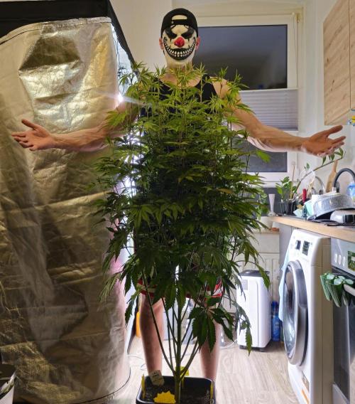 PARADISE SUNSET. Week 11