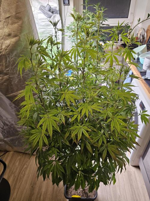 PARADISE SUNSET. Week 11