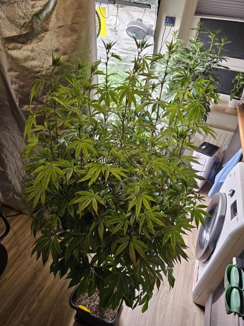 PARADISE SUNSET. Week 11