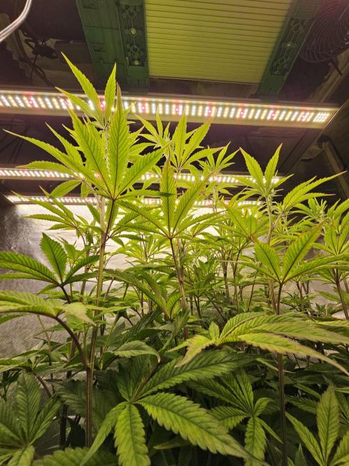 PARADISE SUNSET. Week 11