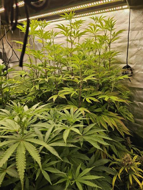 PARADISE SUNSET. Week 11