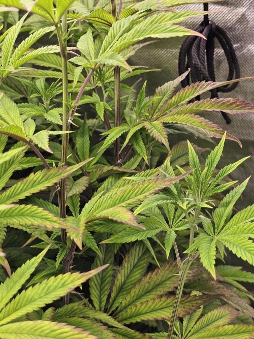 PARADISE SUNSET. Week 11