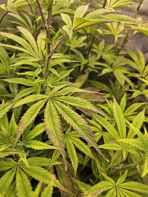 PARADISE SUNSET. Week 11