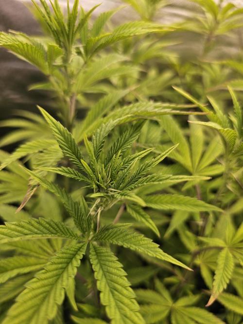 PARADISE SUNSET. Week 11