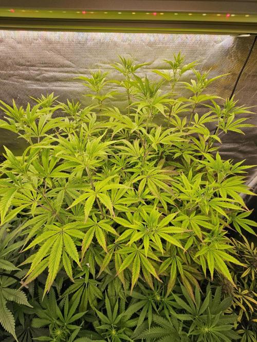 PARADISE SUNSET. Week 11