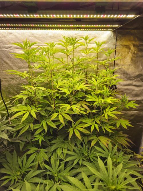 PARADISE SUNSET. Week 11