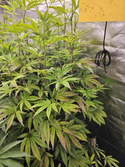 PARADISE SUNSET. Week 11