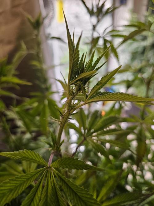 PARADISE SUNSET. Week 11