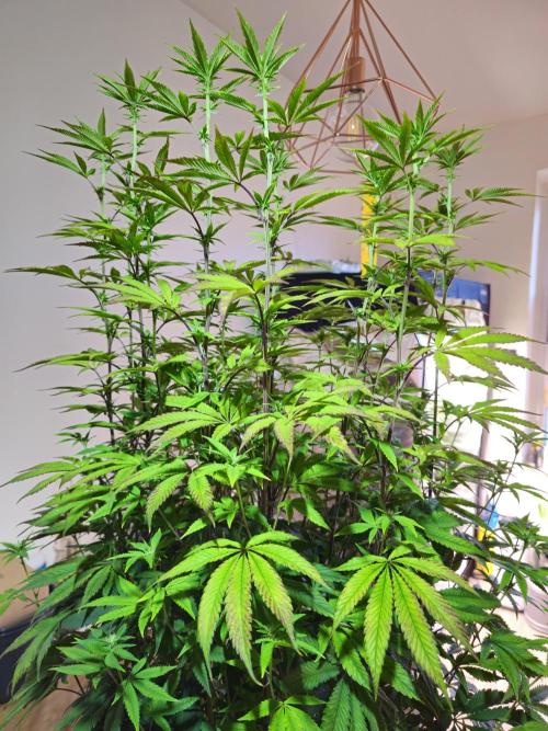 PARADISE SUNSET. Week 12