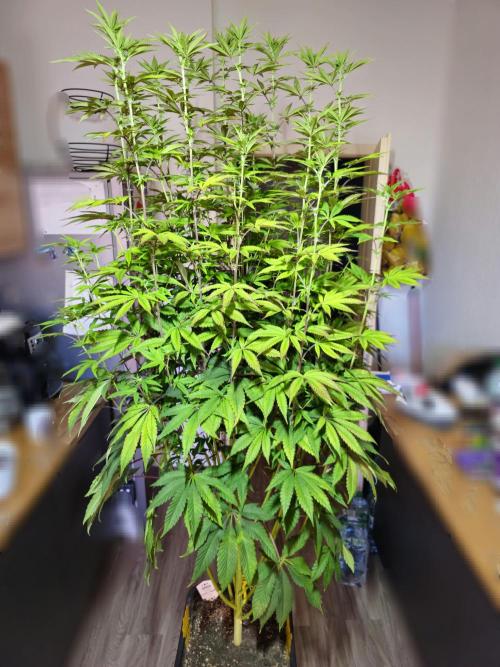 PARADISE SUNSET. Week 12