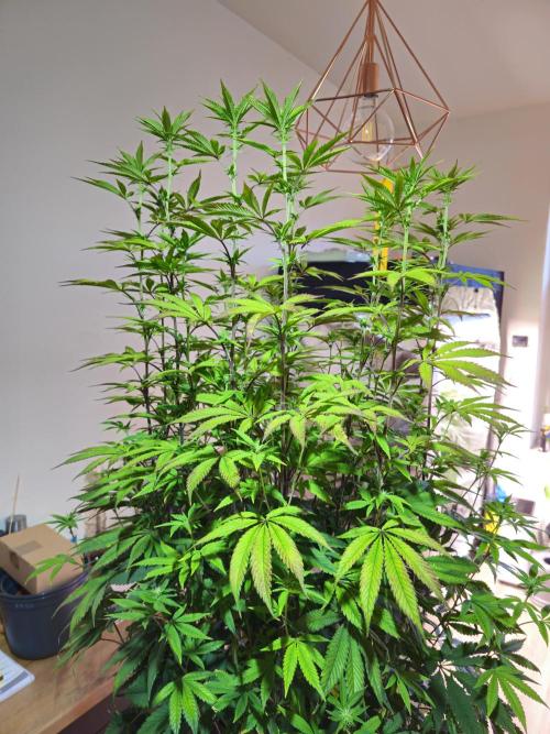 PARADISE SUNSET. Week 12