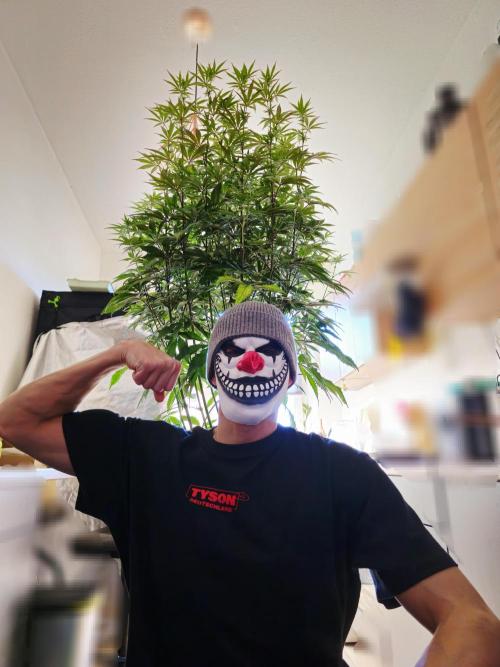 PARADISE SUNSET. Week 12