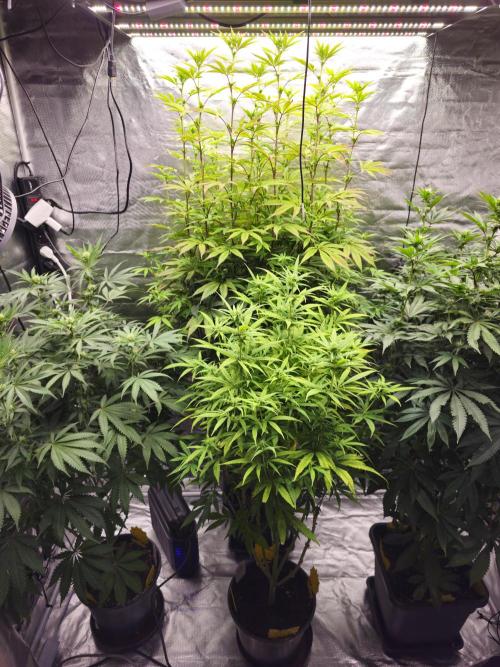 PARADISE SUNSET. Week 12