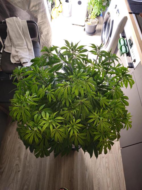 PARADISE SUNSET. Week 10