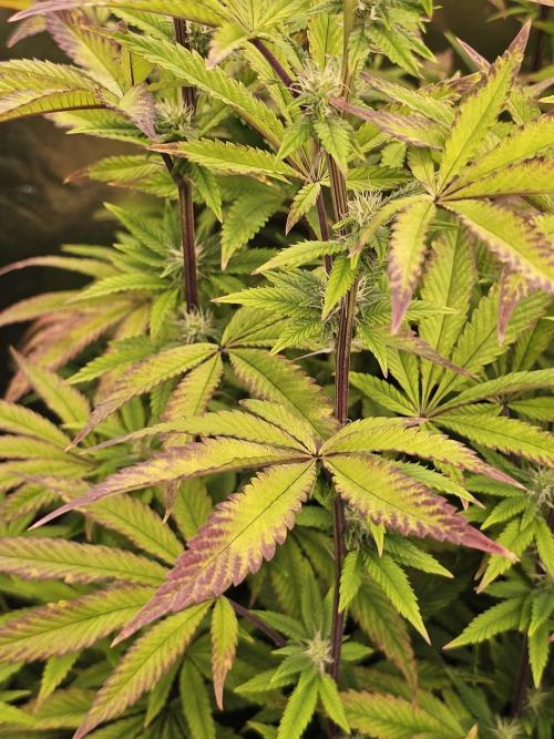 PARADISE SUNSET. Week 13