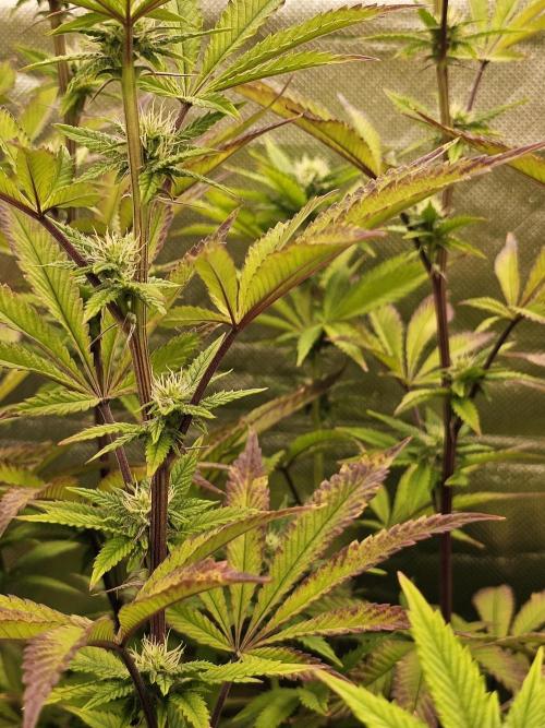 PARADISE SUNSET. Week 13