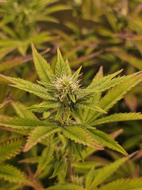 PARADISE SUNSET. Week 13