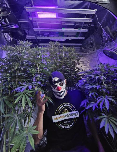 PARADISE SUNSET. Week 13