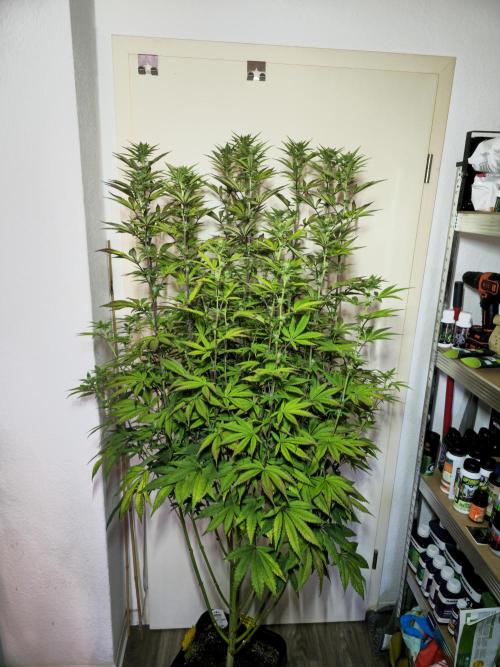 PARADISE SUNSET. Week 13