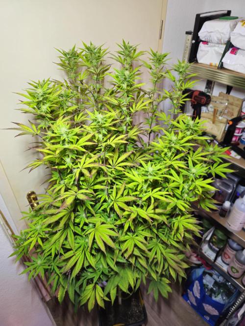 PARADISE SUNSET. Week 13