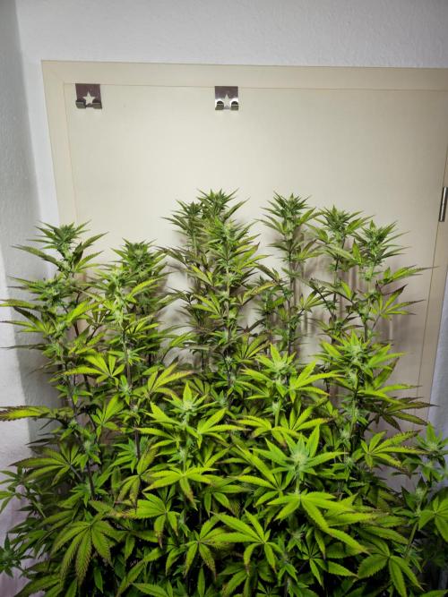 PARADISE SUNSET. Week 13