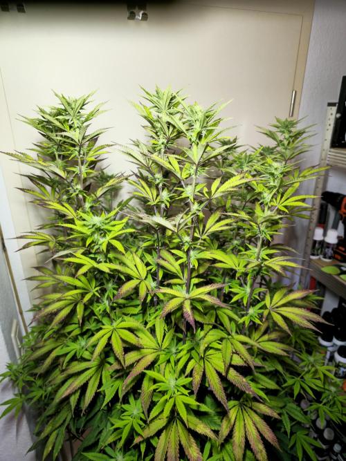 PARADISE SUNSET. Week 13