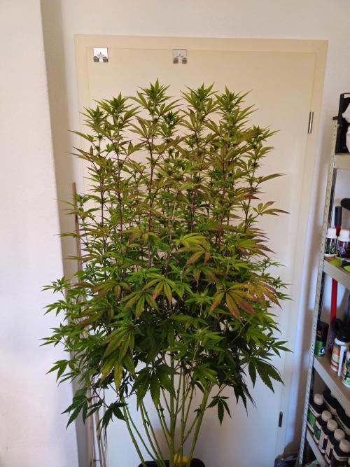 PARADISE SUNSET. Week 13