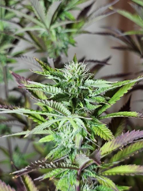 PARADISE SUNSET. Week 14