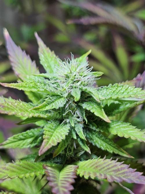 PARADISE SUNSET. Week 14