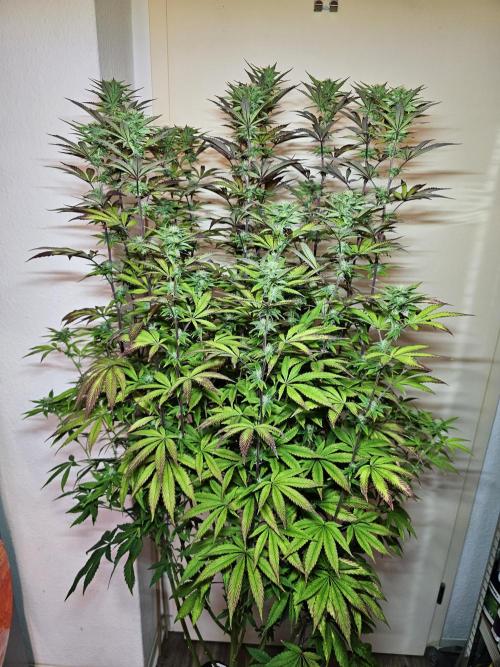 PARADISE SUNSET. Week 14