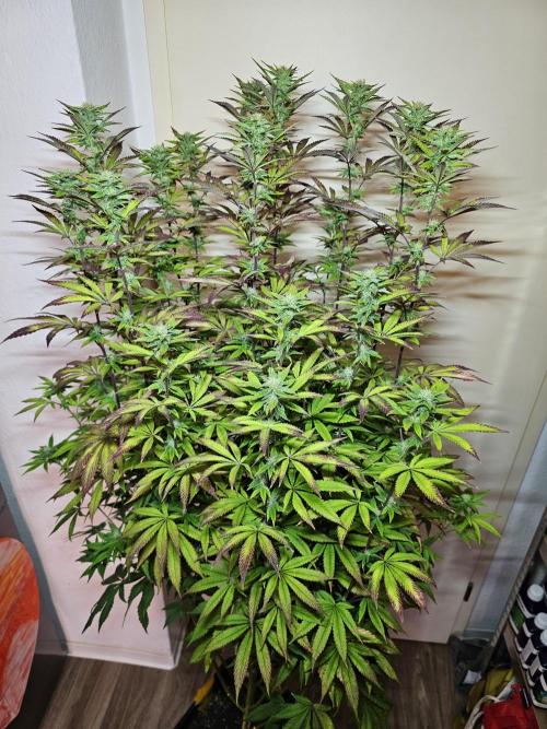 PARADISE SUNSET. Week 14