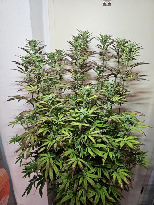 PARADISE SUNSET. Week 14