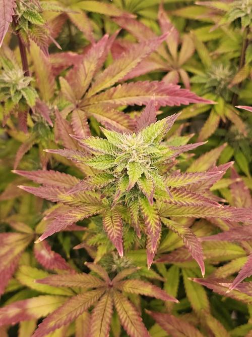 PARADISE SUNSET. Week 15