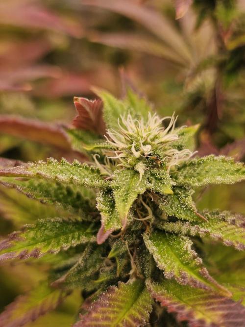 PARADISE SUNSET. Week 15