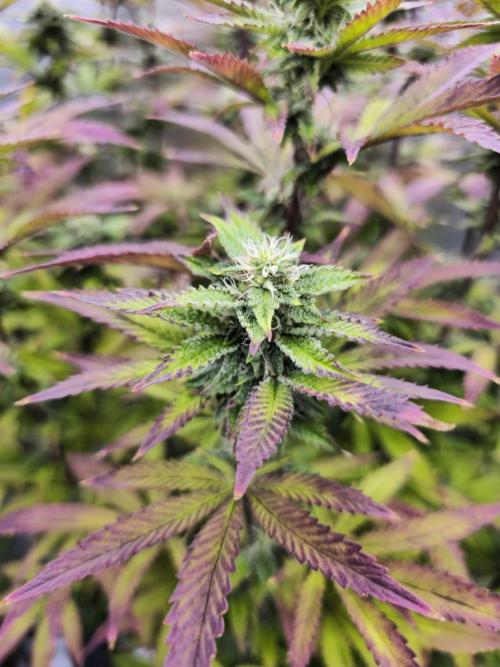 PARADISE SUNSET. Week 15