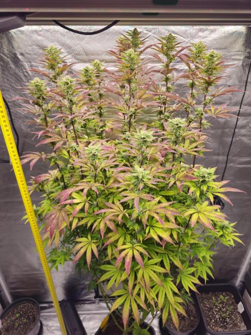 PARADISE SUNSET. Week 15