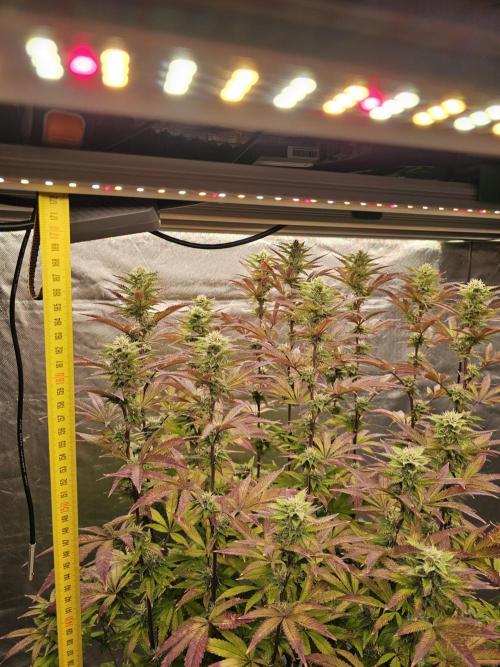 PARADISE SUNSET. Week 15