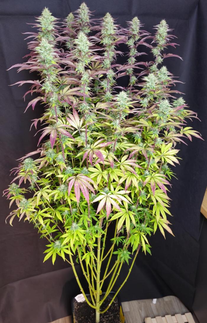 PARADISE SUNSET. Week 16