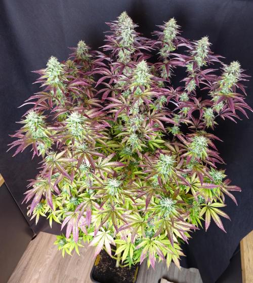 PARADISE SUNSET. Week 17