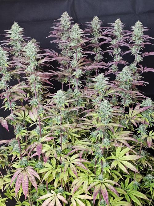 PARADISE SUNSET. Week 17