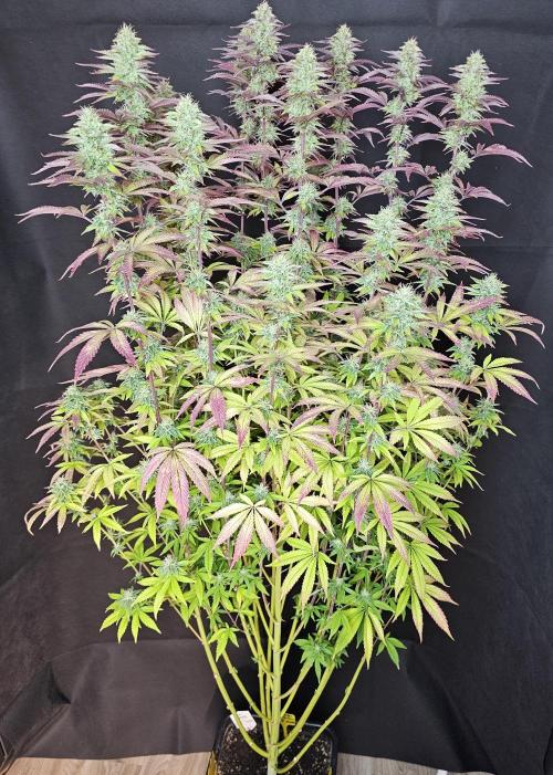 PARADISE SUNSET. Week 17