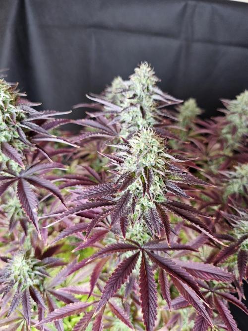 PARADISE SUNSET. Week 17