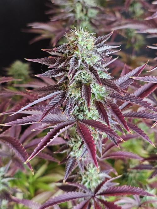 PARADISE SUNSET. Week 17