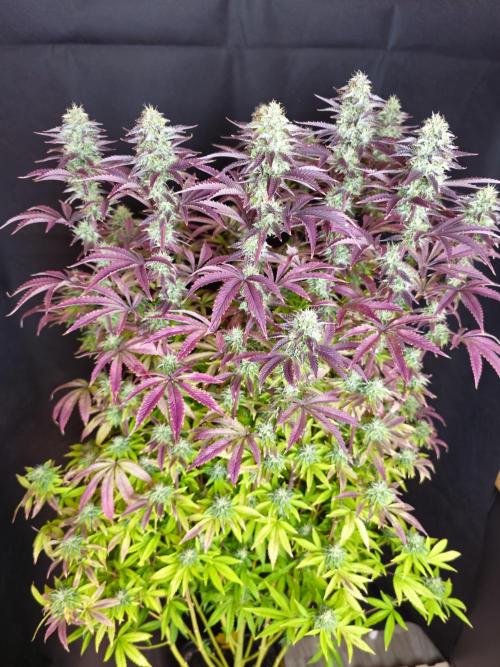 PARADISE SUNSET. Week 17