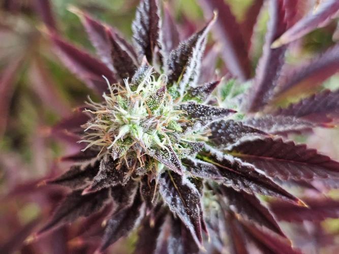 PARADISE SUNSET. Week 17