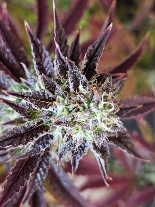 PARADISE SUNSET. Week 17