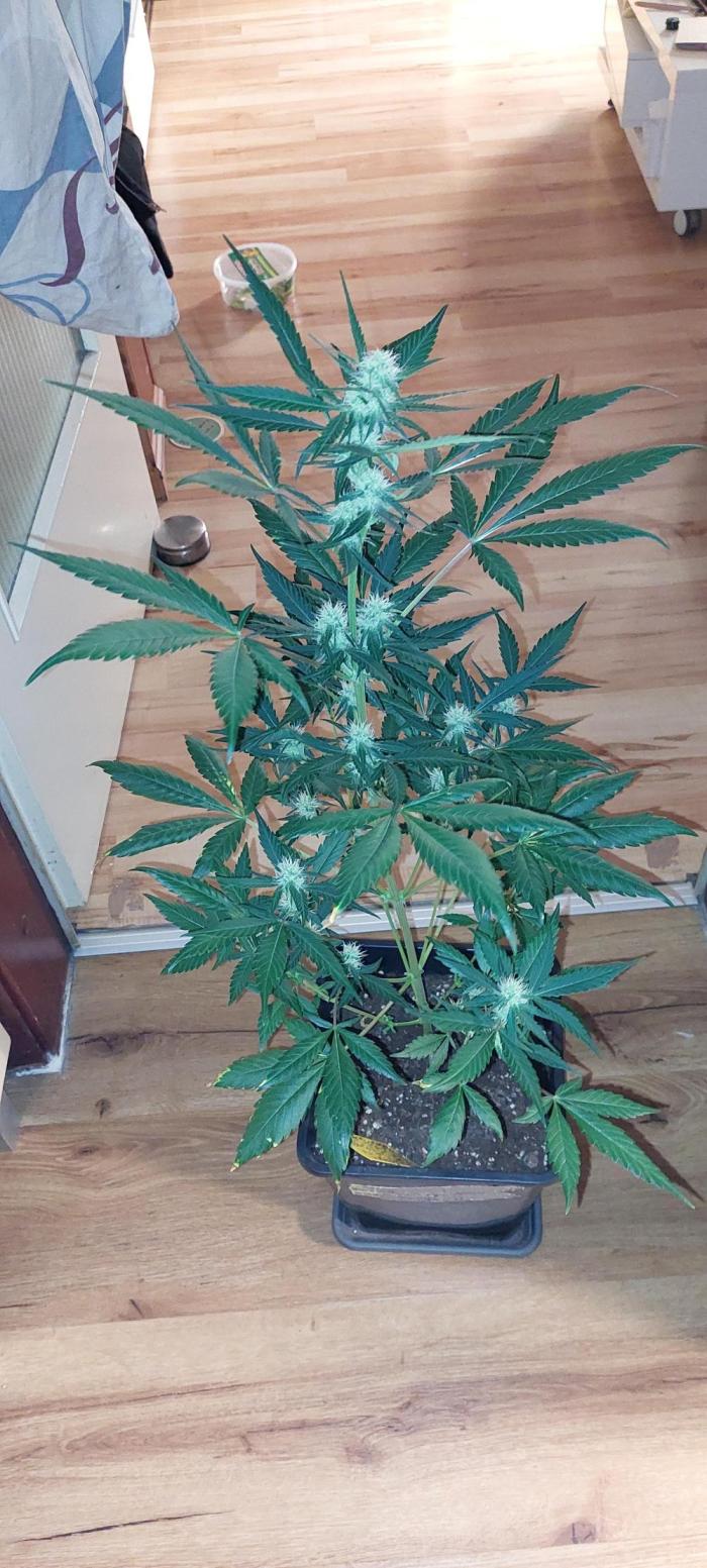 Frosted Banger. Week 2