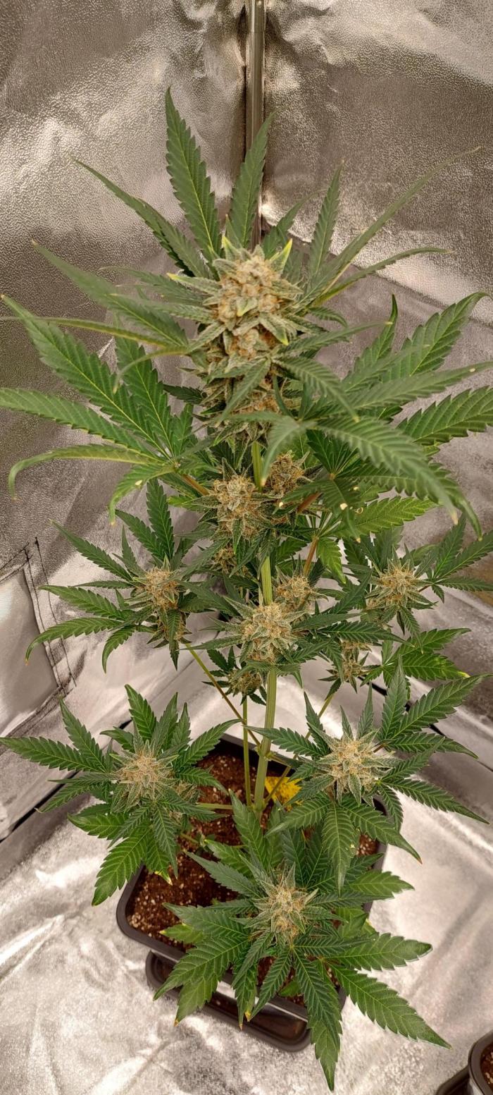 Apricot. Week 5 - Mit regenierter Erde