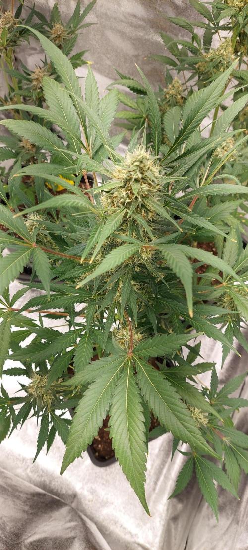 Frosted Banger. Week 5